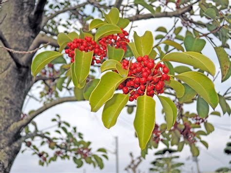 柿の木 風水|実のなる樹木は庭木に適さない？風水からみてどうなの